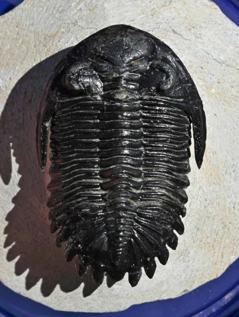 Well-prepped Trilobite Fossil, Hollardops mesocristatus, from Morocco