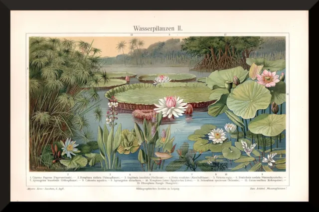 Wasserpflanzen 2 +antiker Druck/Chromolitho+ 1905 +Lotosblume, Mangrove, Papyrus