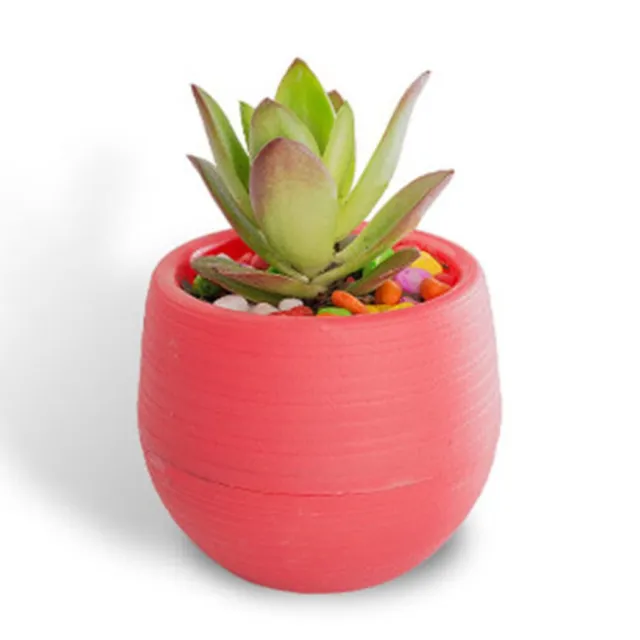 10 x mini pot rond succulent petite plante à fleurs décoration maison élevage