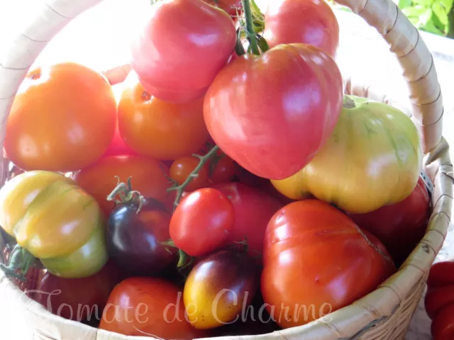 collection de 50 variétés de tomates rares anciennes modernes de votre choix 3