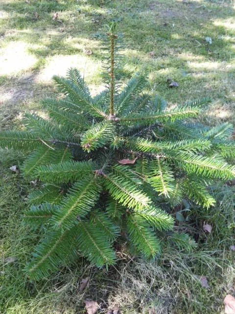 100 geprüfte Samen Abies Nordmanniana Nordmanntanne Weihnachtsbaum