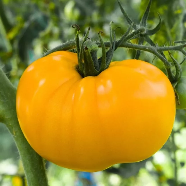 Tomato Brandywine Yellow 100 seeds ORGANIC / NON GMO