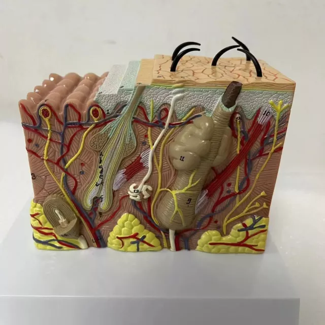 35X Human Skin Structure Anatomy Model Plastic Surgery Medical Science Teaching