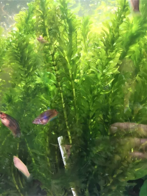 Egeria Densa Plante Aquatique - Plante Aquarium