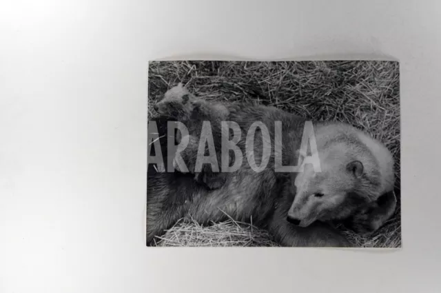 Foto vintage de archivio La Tana Ideal para Un Pequeño Oso Polar, impresión 2