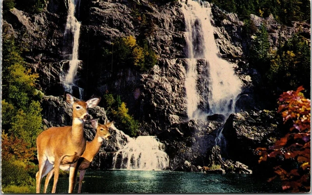 Algoma District Northern Ontario Canada Bridal Veil Falls Deer Postcard VTG UNP