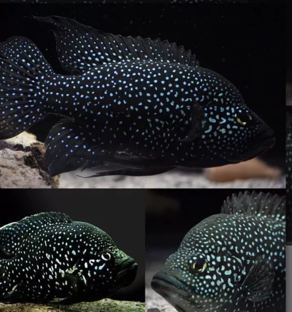 Madagascar Cichlid - Paratilapia polleni - Starry Night - Juvenile