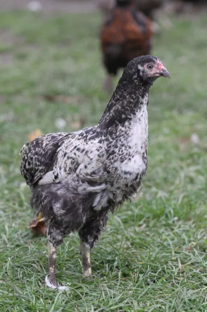 Araucana Mix bruteier. GRÜNLEGER BRUTEIER verschiedene Farben  10 Stück.