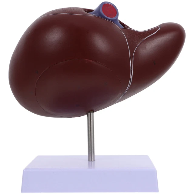 HUMAN LIVER ANATOMICAL Model Liver Anatomy Model 3d Liver Model £57.39 ...