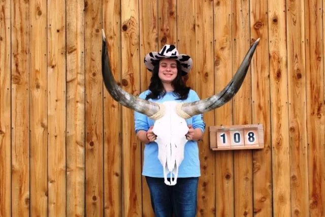 Steer Skull Art Polished Long Horns Mounted  3' 0" Cow Bull Longhorns Hs108