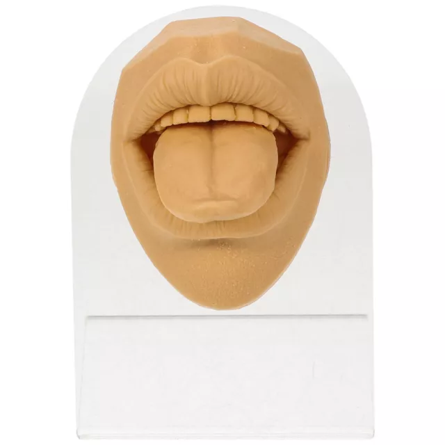 Menschliches Modell Zungennagel Zungenmodell Werkzeug Zähnung