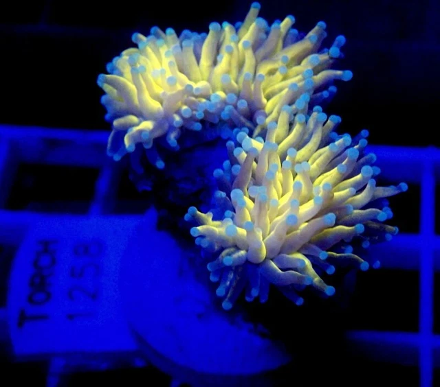 ULTRA MALAYSIAN GOLD Torch Coral Splitting Head Torch 1258 220.00
