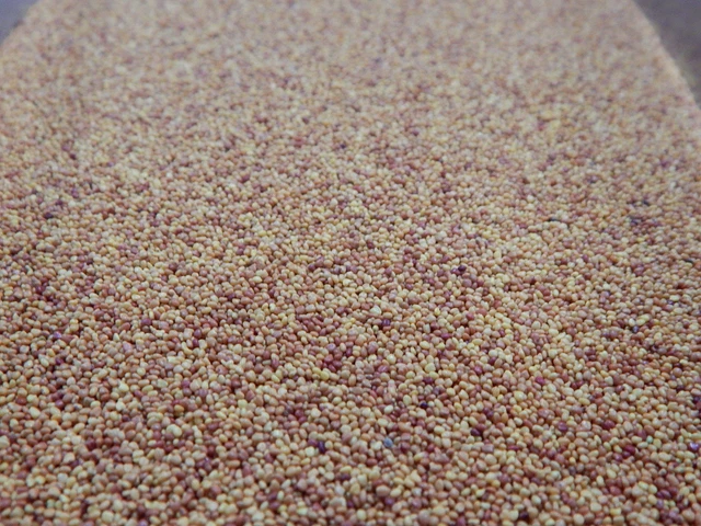 12,98 €/kg 5kg Beutel Klee Saatgut Weißklee Bienenweide Futterklee 12,98 €/kg 5kg Beutel Klee Saatgut Weißklee Bienenweide Futterklee