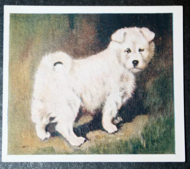 SAMOYED PUPPY   Vintage 1930's Textured Card  XC05