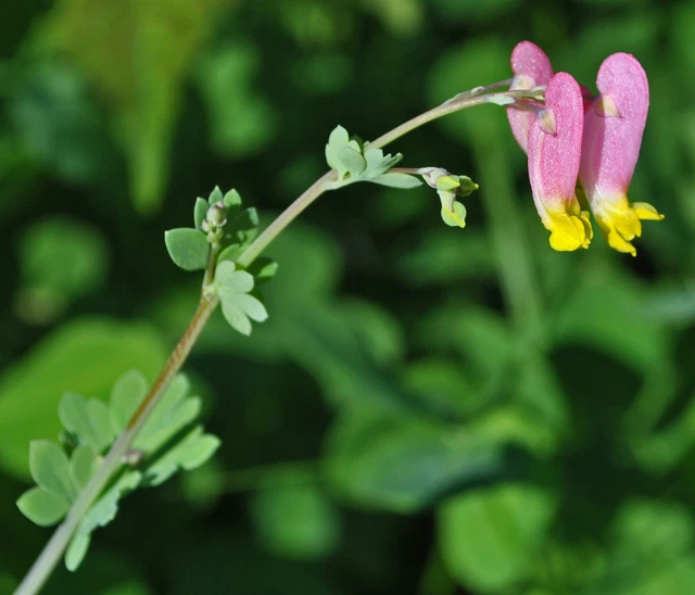 2,000 CORYDALIS SEMPERVIRENS Seeds (Rock Harlequin) BULK | Free shipping