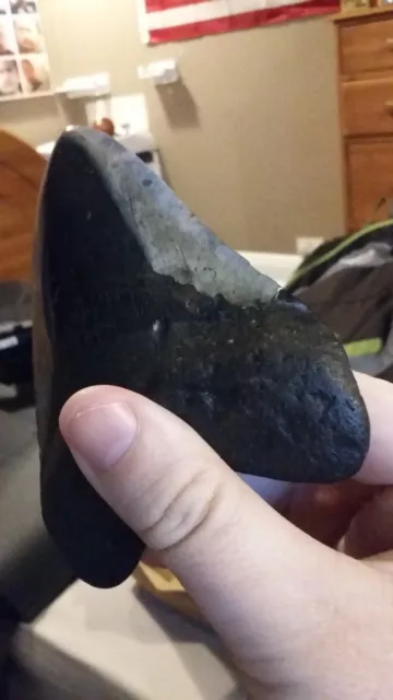 megalodon shark tooth fossil 2