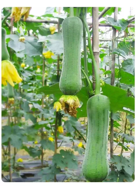 10 Samen Luffa Schwammgurke Schwammkürbis Luffa cylindrica Rankend Gemüsesamen