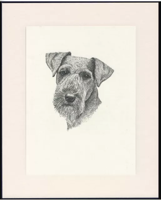 Welsh Terrier Old Dog Head Study Print 1935 By C.f. Wardle Ready Mounted