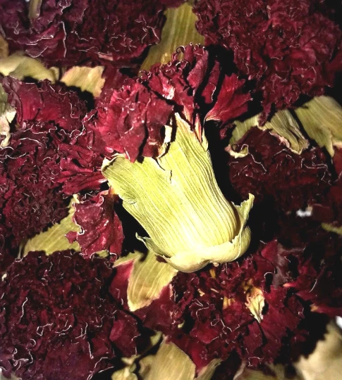 Cogollos de clavel - flor seca orgánica - Dianthus caryophyllus ELIGE 0,5 - 4 oz