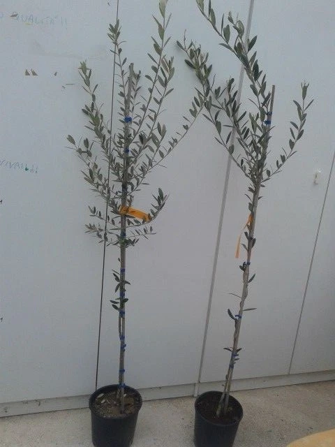 Albero Di Olivo Artificiale Alto 150 Cm - Pianta Finta Con Vaso In Cemento 634076
