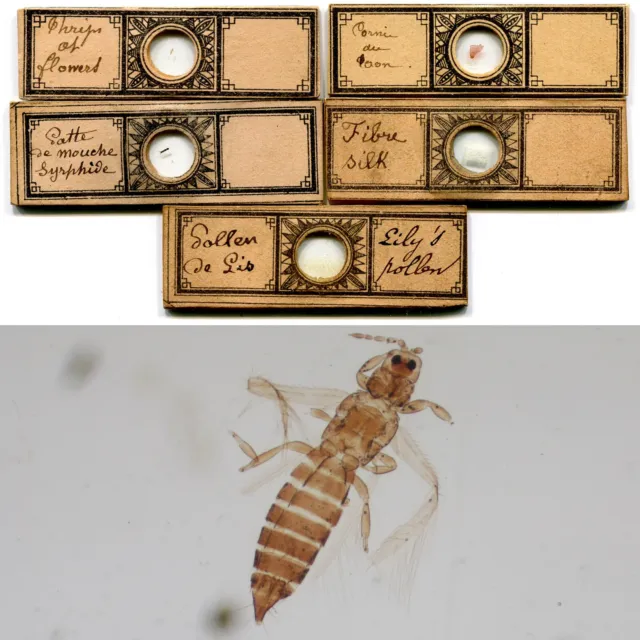 5 ca. 1870s "Continental"-Sized Microscope Slides