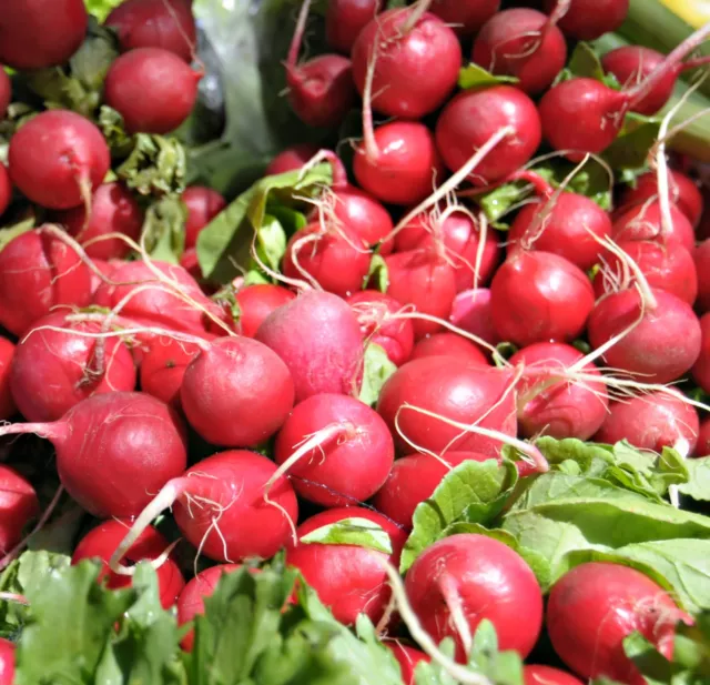 Vegetable - Radish - Cherry Belle  - 400 Seeds - Economy