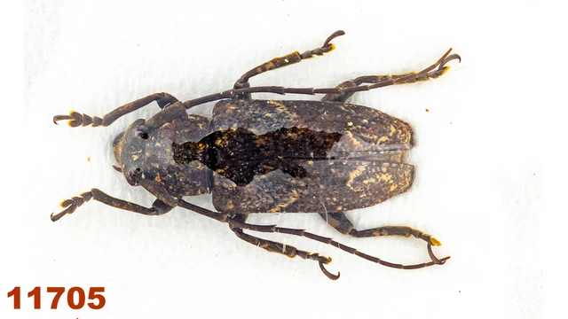 Cerambycidae: Lamiinae sp.   A1, 12 mm, 1 pc