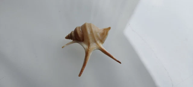 Coquillage Mauritanie