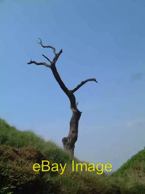 Photo 6x4 Lightning Tree White Coppice Dead tree on the bank of Dean Broo c2006