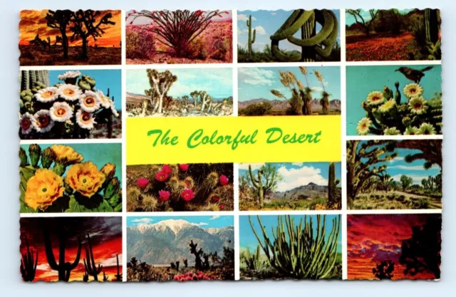 Cactus Colorful Desert Postcard