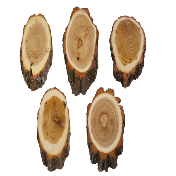 5 Pieza Acacia Escudo de Trofeo Medio Ciervo Corzo Cornamenta Baumschild Af 19cm