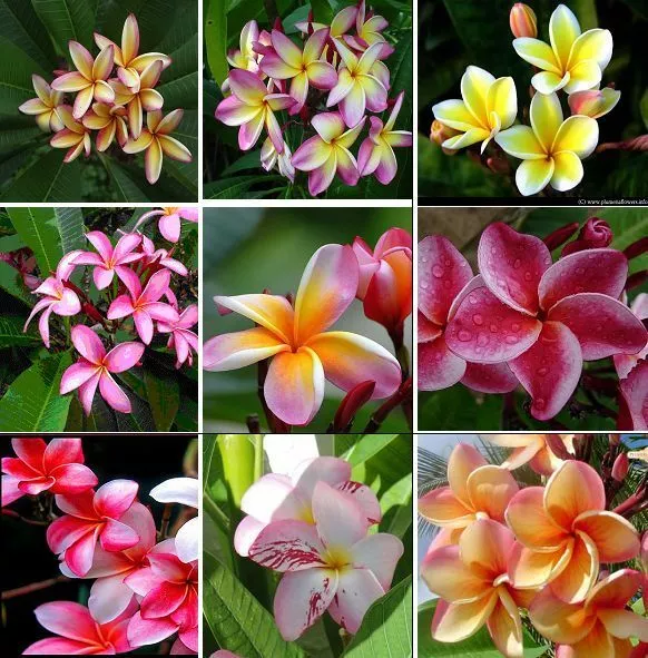 10 - 20 gemischte Samen Plumeria , Frangipani