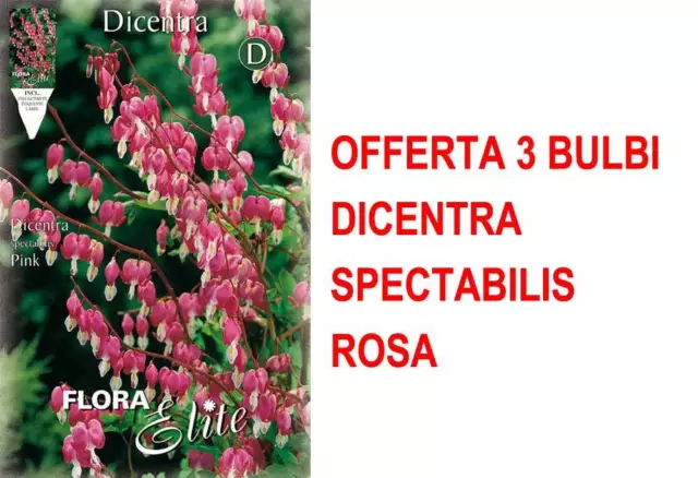 BULBI PRIMAVERILI OFFERTA 3 BULBI DICENTRA SPECTABILIS ROSA BULBS Cuor di Maria