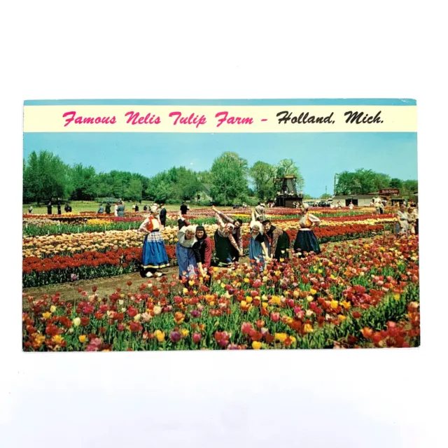 Postcard Michigan Holland MI Nelis Tulip Farm Flowers 1960s Unposted Chrome