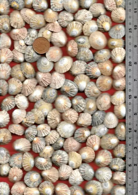 123 UK NORTH SEA very worn & nibbled Scottish LIMPET sea shells 285g Art craft