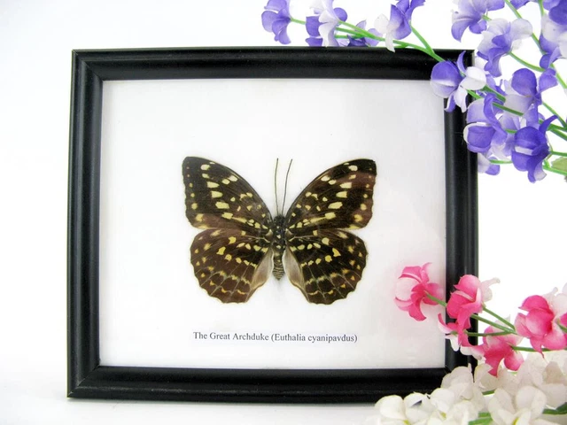Great Archduke - beautiful real butterfly prepared - framed- museum quality