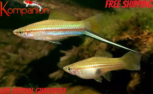3/5/10/20X Green Swordtail Free Shipping Koi Kompanion