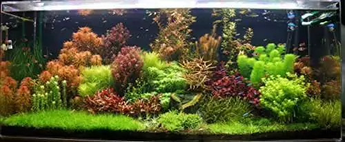 LIVE AQUARIUM PLANTS - 10 Tropical Aquatic Plants for your fish tank