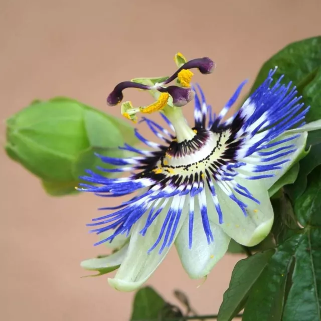 Passion Flower – Passiflora Caerulea 50 Seeds