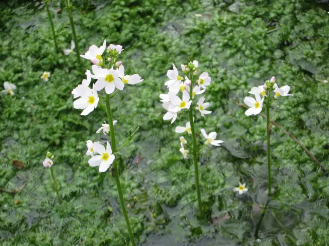 Wasserfeder Hottonia palustris Teichpflanze Unterwasserpflanze Teichpflanzen