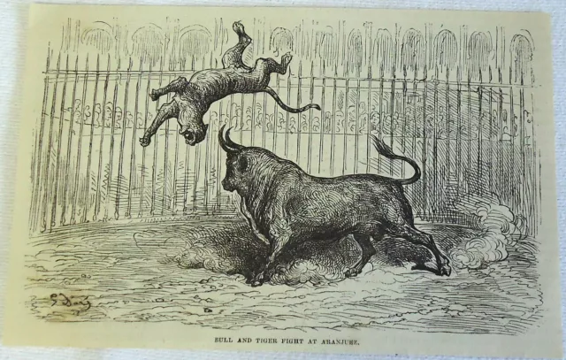 1878 magazine engraving ~ BULL & TIGER FIGHT AT ARANJUEZ