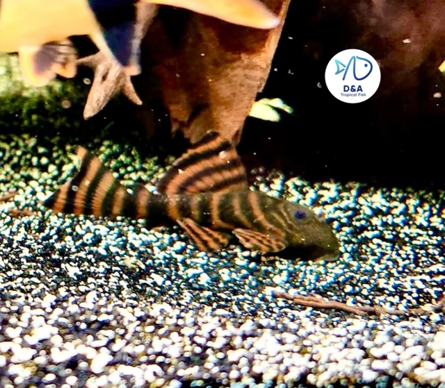 1 L397 Alenquer Tiger Pleco (Size 3+ cm) 1.2+ inch - High Quality Live Fish 2