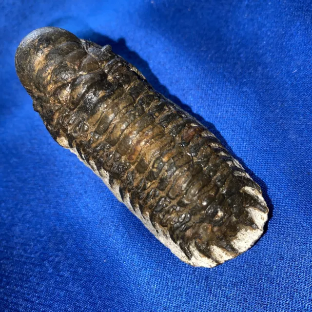 Phacops, Südost-Marokko, Trilobit Unterdevon trilobite Fossil Phacopidae