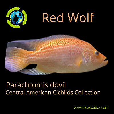 RED DOVII WOLF CICHLID 2" UNSEXED (Parachromis dovii)