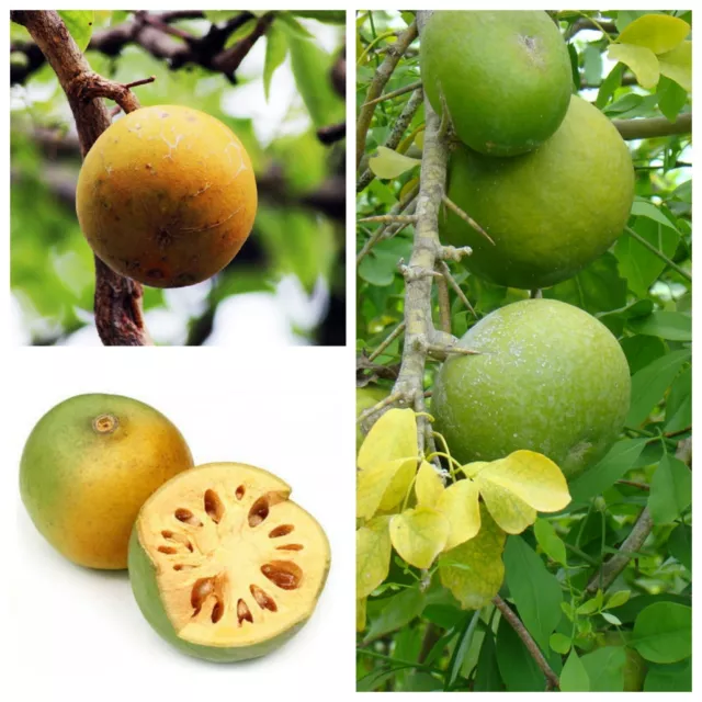 BAEL TREE SEEDS 25-50 (Aegle marmelos) Edible Golden Beli Fruit Sacred Organic