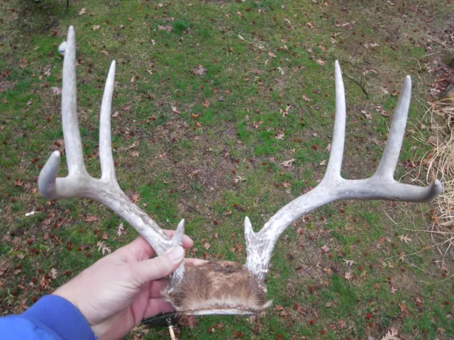 Buck Deer Skull Head Cap 8 Point Antler Rack - Hunting Taxidermy