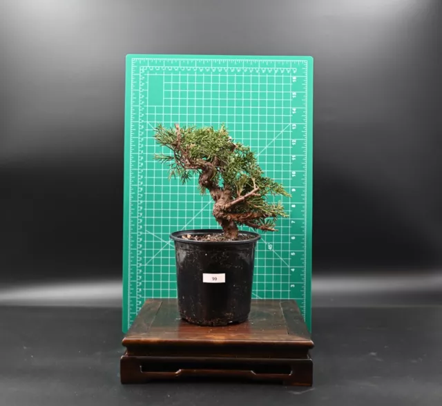 Outdoor Live Juniper Bonsai Tree w/ pot