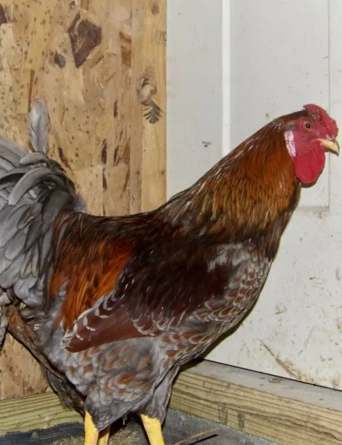 10+  Blue Laced Red Wyandotte chicken hatching eggs