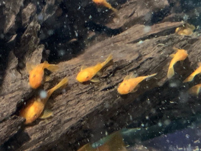 SUPER RED Bristlenose Pleco Plecostomus 1.5 inch+ (4 Pack) -2 BLOODLINES! LIVE! 7