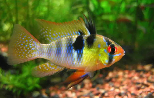 German Blue Ram Cichlid (Mikrogeophagus ramirezi) - Live Freshwater Fish